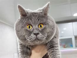a cat may look at a king